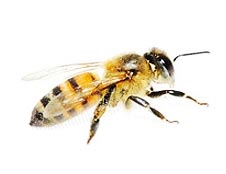среднерусские пчелы