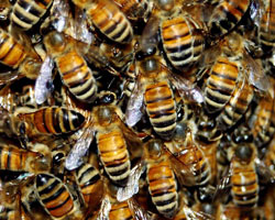 Руководство по пчеловодству создание сильных пчелиных семей